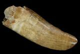 Serrated, Tyrannosaur Tooth - Judith River Formation #129372-1